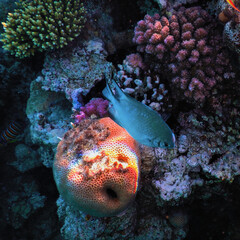 The world of the Red Sea