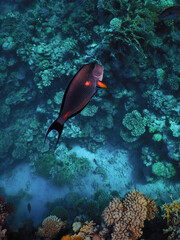 The world of the Red Sea