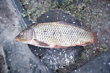 Cleaning of carp fish outside. Cooking for dinner outside, picnic concept. 