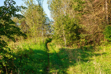 A sun-drenched, winding dirt trail cuts through vibrant green grass and dense foliage, leading into a serene woodland with slender birches, evoking a peaceful journey