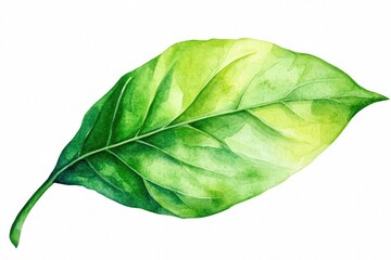 Fototapeta premium Vibrant watercolor green leaf on white background