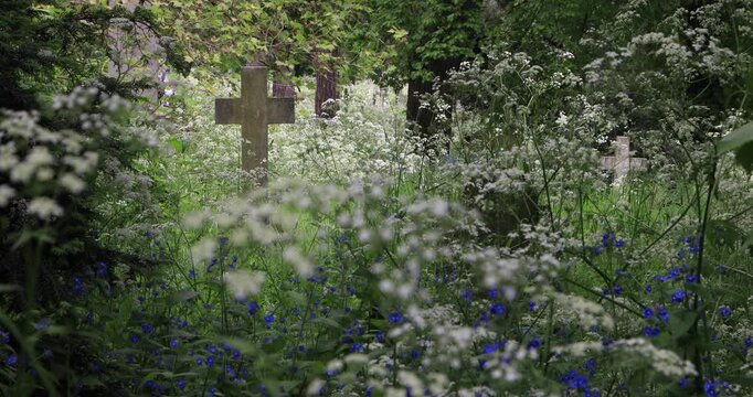 Weathered stone cross in tall grass and blooming wildflowers in an old English cemetery. Blue and white blossoms sway around forgotten graves, blending death, memory and spring renewal.