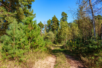 A serene forest path winds through lush green pines and mixed woods under a clear blue sky. Nature's beauty unfolds along this tranquil trail