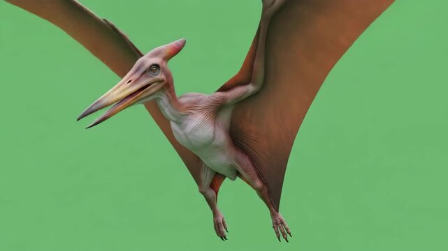 Pterodactyl soars in flight against a green screen backdrop, wings spread wide, beak prominent.