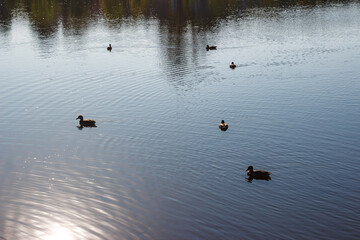 A serene scene of several wild ducks gracefully gliding across tranquil water. Sunlight shimmers, creating subtle ripples and reflections of distant trees, highlighting nature's quiet beauty