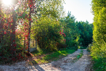 Sunny autumn path with a striking birch tree adorned in vibrant red leaves, leading into a lush green forest, dappled sunlight creating lovely shadows