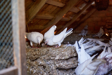 Breeding purebred pigeons at private yard. Warm house for birds. Hobby for the soul. Diet meat. Naturecore rural pastoral life concept Copy space. High quality photo