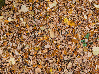Autumn leaves covering ground in tredozio street