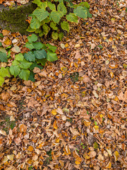Autumn leaves covering forest ground in italy