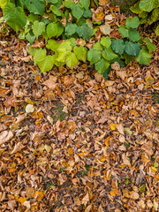 Autumn leaves covering ground with green plants