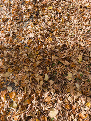 Autumn leaves covering ground in tredozio street