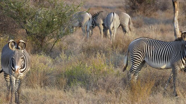 Group of Grevy zebras with narrow stripes grazing on dry grassland in Samburu National Reserve, Kenya. Endangered wildlife herd in natural habitat.
