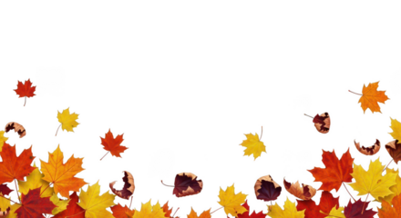 Autumn leaves on transparent background