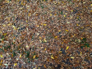 Autumn background with dry fallen leaves covering the ground. Brown, yellow, and orange foliage creating a natural seasonal texture. Concept of fall season, nature, and change.