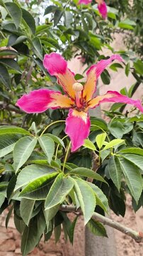Palo Borracho o Ceiba speciosa
