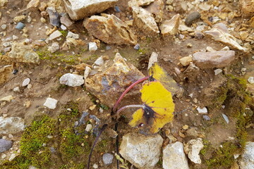 Raw chalcedony specimen nestled in rocky autumn earth with a vibrant yellow leaf. A natural geological find