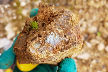 Rough chalcedony on flint with a tiny plant, held by a gloved hand, showcasing nature's hidden gems and geological wonders during an autumn discovery