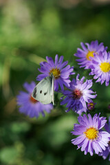 butterfly on flower