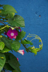 spring time garden flowers 