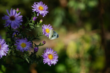 purple flowers in spring garden for wallpaper 