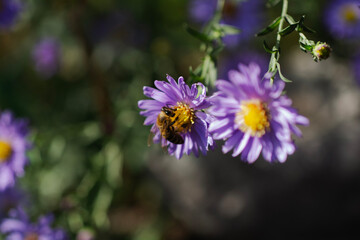 bee on purple flower macro photography