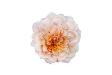 Bouquet of Roses Isolate. Pink and white rose flowers with leaves in floral arrangement isolated on background. Flat lay. Top view. Transparent background PNG