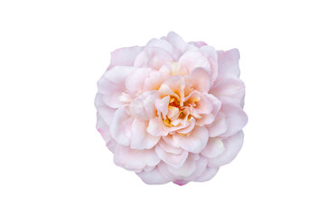 Bouquet of Roses Isolate. Pink and white rose flowers with leaves in floral arrangement isolated on background. Flat lay. Top view. Transparent background PNG