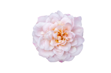 Bouquet of Roses Isolate. Pink and white rose flowers with leaves in floral arrangement isolated on background. Flat lay. Top view. Transparent background PNG