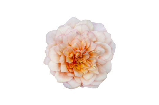 Bouquet of Roses Isolate. Pink and white rose flowers with leaves in floral arrangement isolated on background. Flat lay. Top view. Transparent background PNG