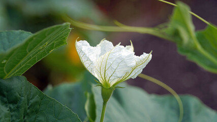 Macro image of a White-flowered Gourd bloom, Derbyshire, England
