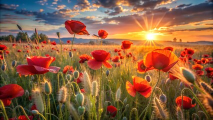 Fototapeta premium Vibrant red poppies bloom in a golden wheat field at sunset with dramatic clouds and warm sun rays