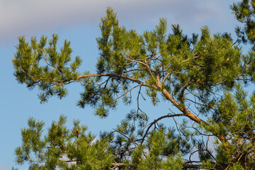 Obraz premium Pinus sylvestris branch with cones in natural environment
