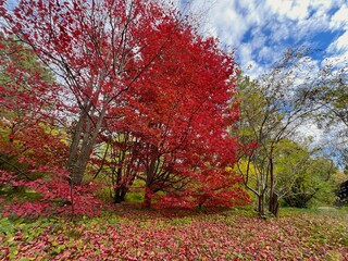 .Red branches of parrotia persica
