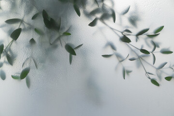 Soft green leaves behind frosted glass with natural light, minimal botanical background and calm organic mood