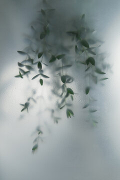 Soft green leaves behind frosted glass with natural light, minimal botanical background and calm organic mood