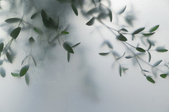 Soft green leaves behind frosted glass with natural light, minimal botanical background and calm organic mood