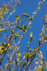 Fresh leaves of carpinus betulus in spring. Common hornbeam