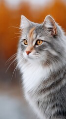 Obraz premium Close up fluffy calico cat with bright orange eyes covered in sparkling snow against a warm blurred background in daylight