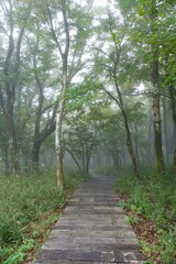 霧に包まれる森の木道