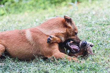 Two brown dogs are fighting violently and angrily for a toy.