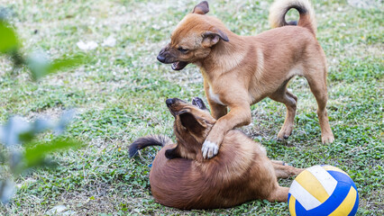 Two brown dogs are fighting violently and angrily for a toy.