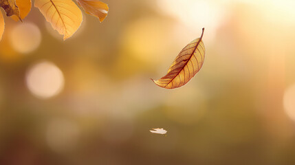 detaching. A single autumn leaf detaching from a branch and falling gently toward the ground in soft morning light. representing seasonal cycles and harvest abundance.