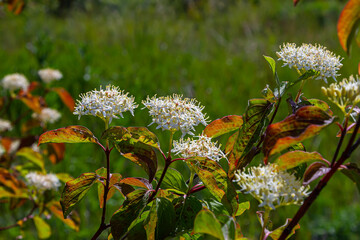 Cornus sanguinea red dog plant with flower and full leaf. Cornus drummondii, with tiny white flowers. Flowering shrub of Cornus controversy in the spring garden