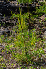 Small pine tree. small green spruce grows on a stone against the background of the forest. coniferous plants germinate in unfavorable conditions