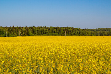 Obraz premium Vibrant yellow rapeseed field stretching under a clear blue sky, with a line of lush green forest in the distance