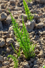 Horsetail field Equisetum arvense grows in the wild