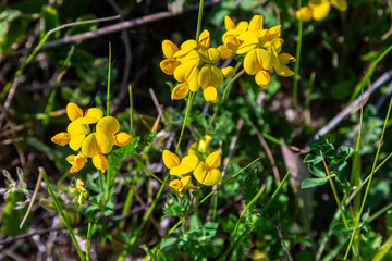 Close up of birds foot trefoil lotus corniculatus flowers in bloom. Beautiful yellow floral background