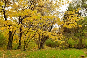 Autumn foliage on trees in the park.