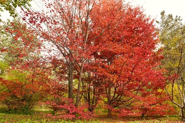 .Red branches of parrotia persica