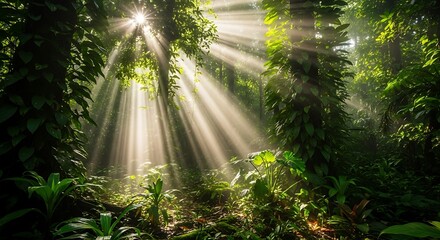 Sunbeams in Lush Rainforest. (1)